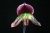 Paph. Laserlight